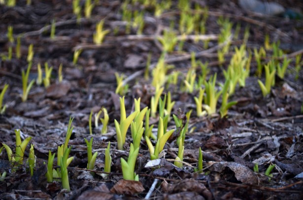 early-spring-shoots